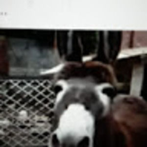 Meet your Posher, Robert